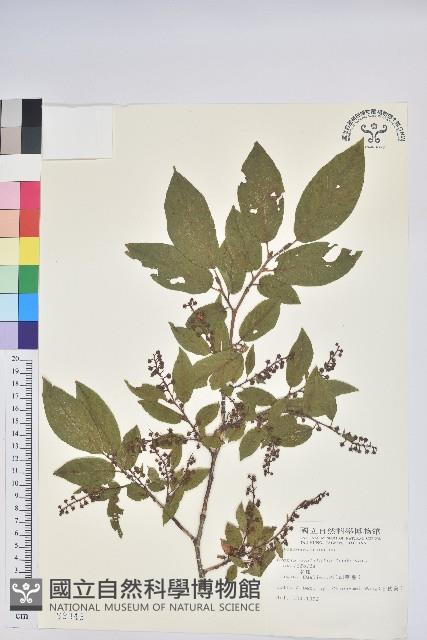 南燭藏品圖，第1張