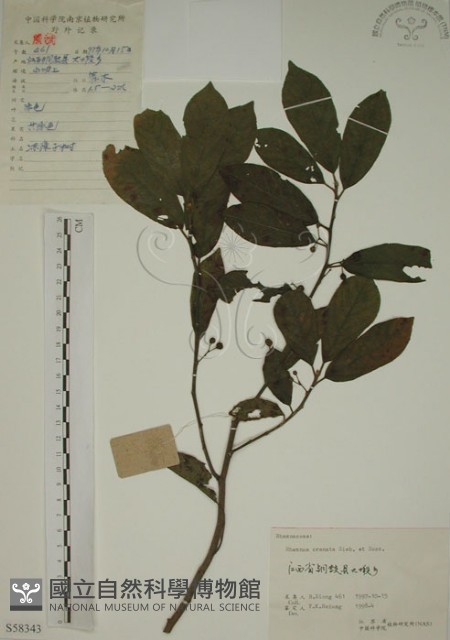 鈍齒鼠李藏品圖，第1張