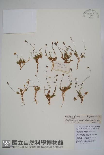 細葉蘭花參藏品圖，第1張