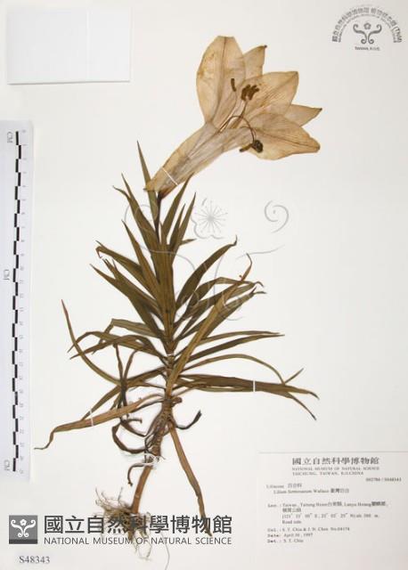 臺灣百合藏品圖，第1張