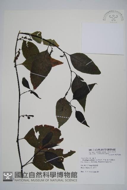 多子漿果莧藏品圖，第1張