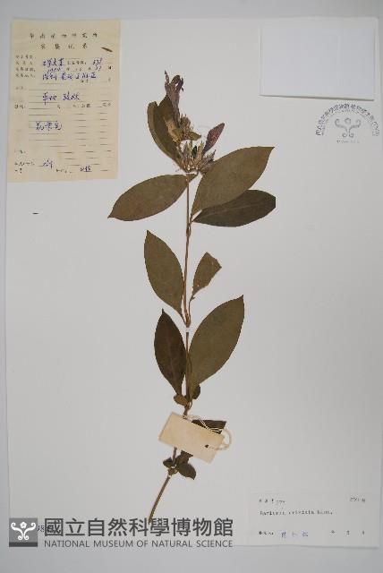 假杜鵑藏品圖，第1張