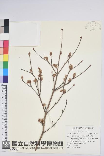 台灣吊鐘花藏品圖，第1張