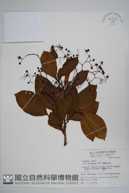 蘭嶼厚殼樹藏品圖，第1張