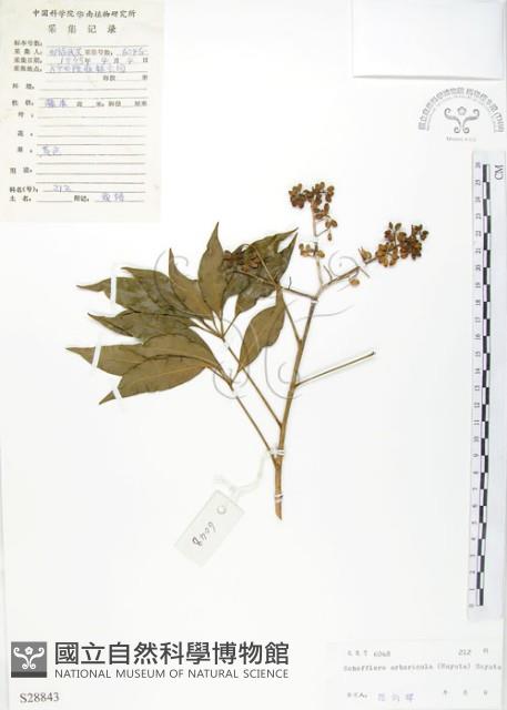 Epiphytic heptapleurum Collection Image