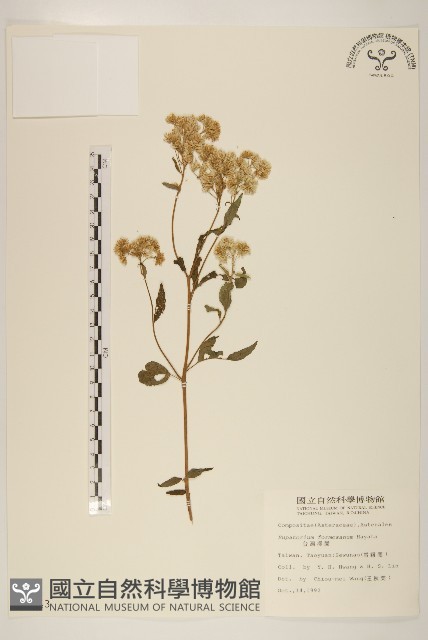 臺灣澤蘭藏品圖，第1張