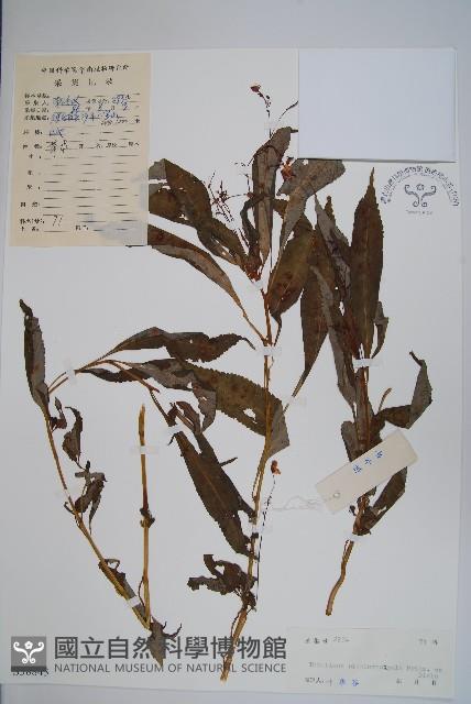 睫毛萼鳳仙花藏品圖，第1張