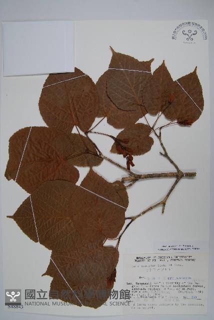 二拄槭藏品圖，第1張