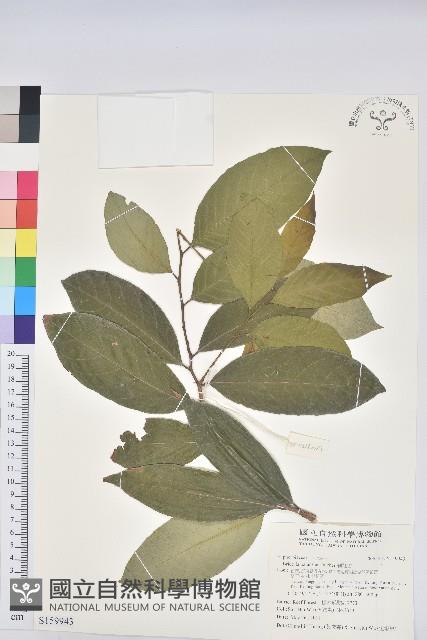 刺杜密藏品圖，第1張