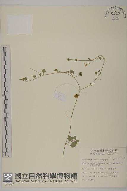 阿里山繁縷藏品圖，第1張