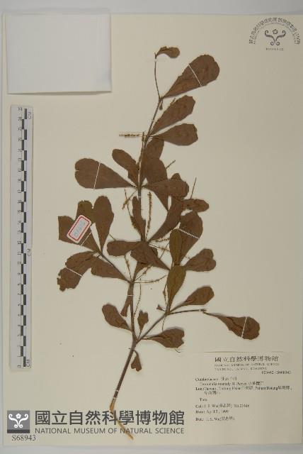 小葉欖仁藏品圖，第1張