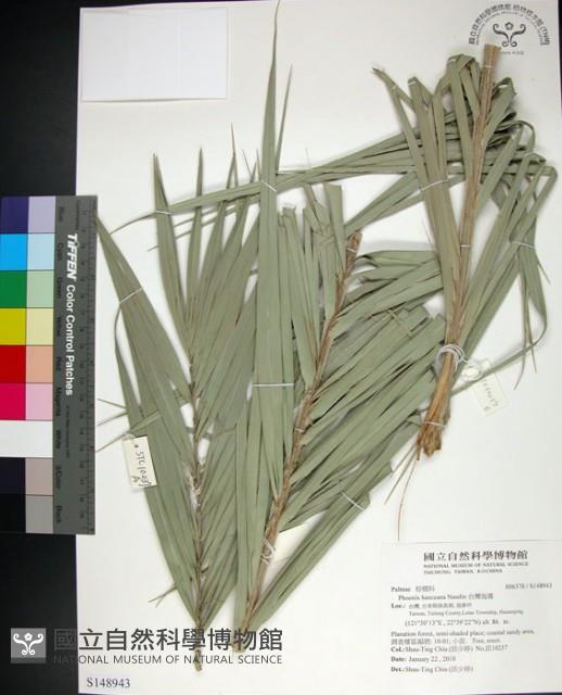 台灣海棗藏品圖，第1張