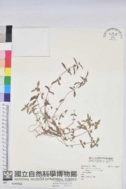 飛揚草藏品圖，第1張