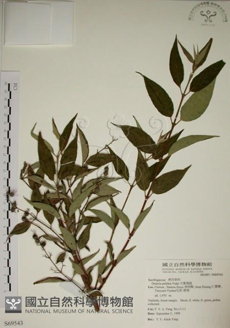 大葉溲疏藏品圖，第1張