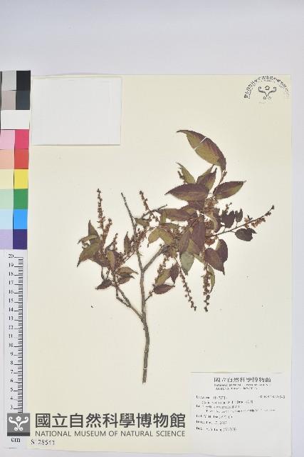 南燭藏品圖，第1張