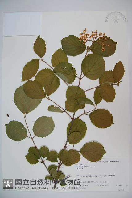 莢迷藏品圖，第1張