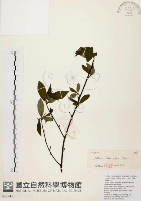 山胡椒藏品圖，第1張