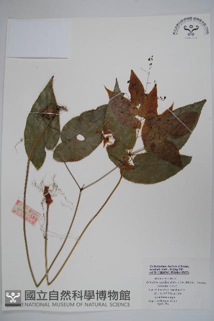 光葉淫羊藿藏品圖，第1張