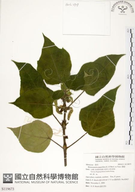 構樹藏品圖，第1張