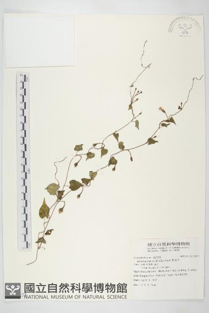 野牽牛藏品圖，第1張