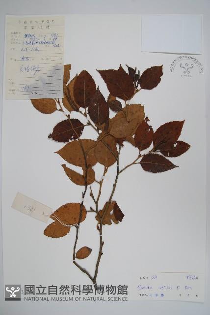 糙皮樺藏品圖，第1張