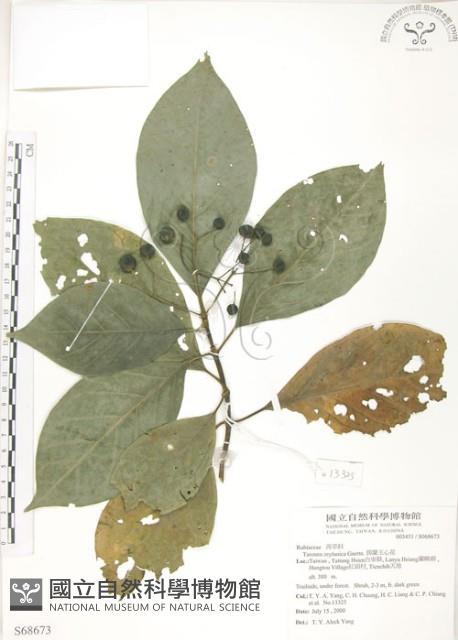 錫蘭玉心花藏品圖，第1張