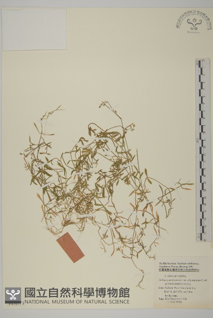 巫山繁縷藏品圖，第1張