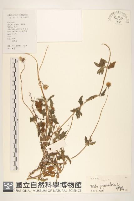 長柄菊藏品圖，第1張