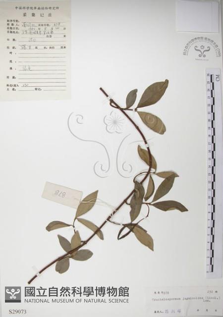 絡石藏品圖，第1張