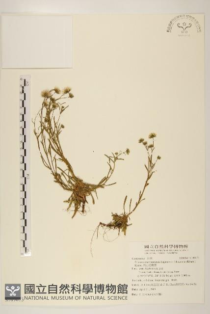 福山氏飛蓬藏品圖，第1張