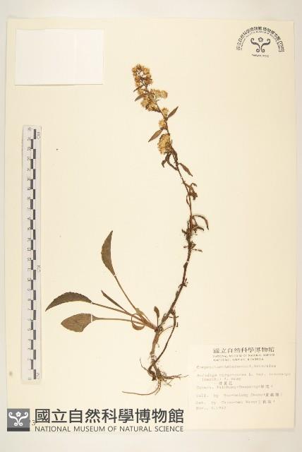 一枝黃花藏品圖，第1張