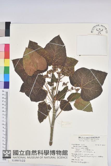 珍珠菜藏品圖，第1張