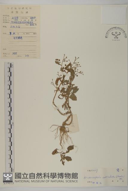 魚眼菊藏品圖，第1張