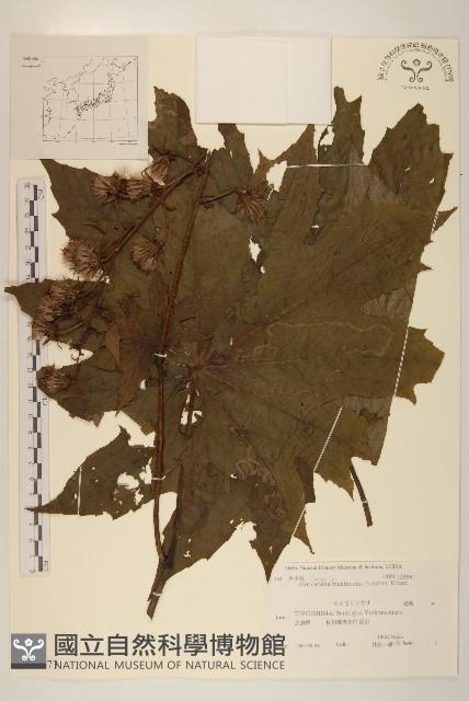 登錄號:S108073藏品圖，第1張