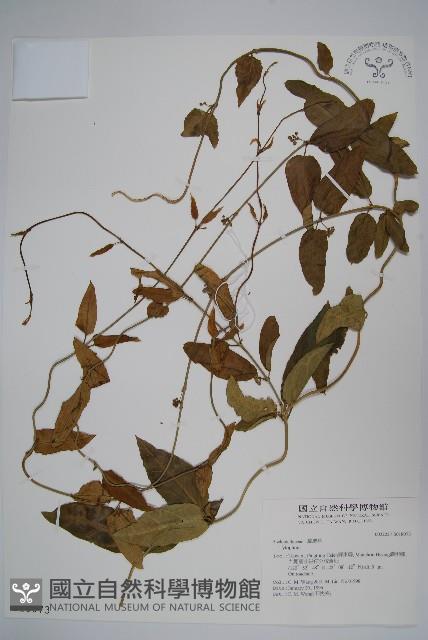 Accession Number:S018073 Collection Image, Figure 1, Total 2 Figures