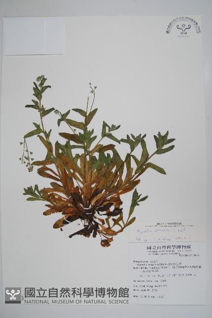 野勿忘草藏品圖，第1張