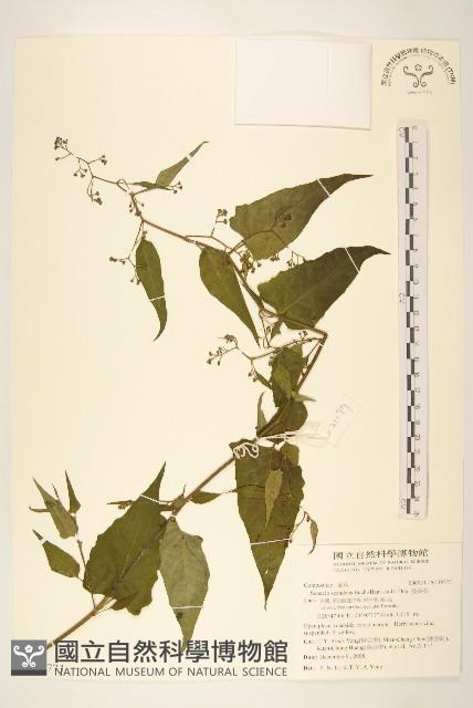 蔓黃菀藏品圖，第1張