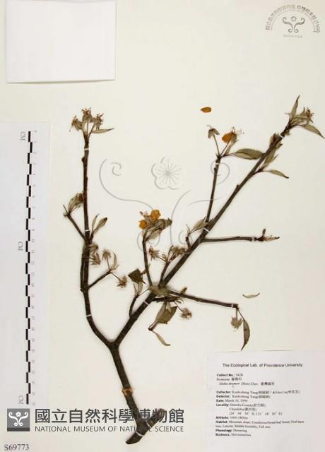 臺灣蘋果藏品圖，第1張