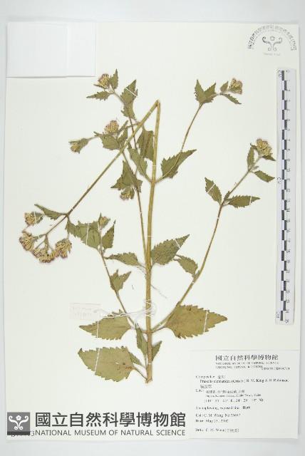 貓腥草藏品圖，第1張