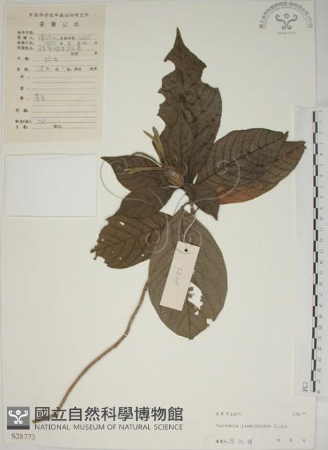 山黃梔藏品圖，第1張