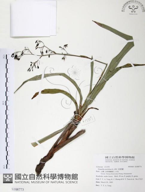 桔梗蘭藏品圖，第1張