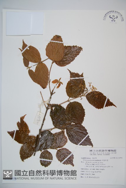 呂宋莢迷藏品圖，第1張