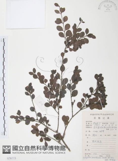 小葉赤楠藏品圖，第1張