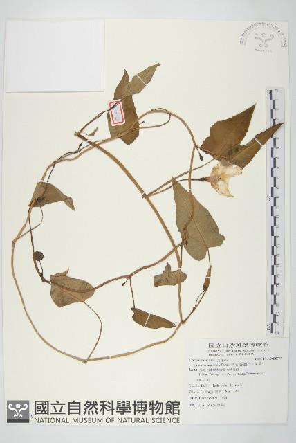 甕菜、空心菜藏品圖，第1張