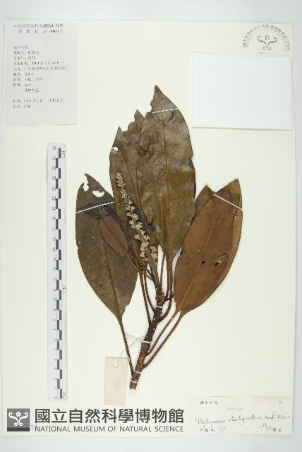 馬蹄參藏品圖，第1張