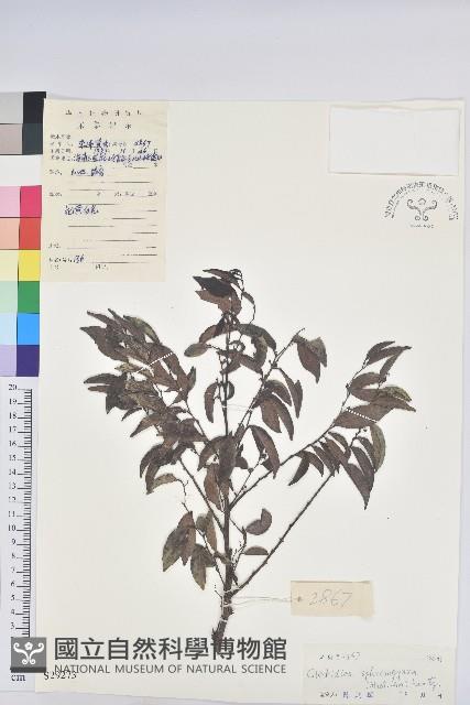 Accession Number:S029273 Collection Image