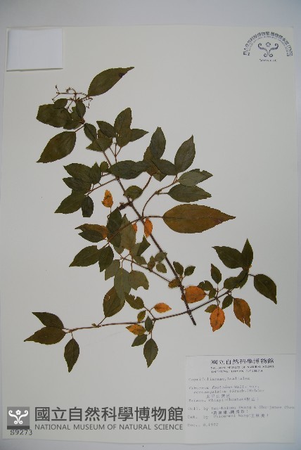 狹葉莢迷藏品圖，第1張