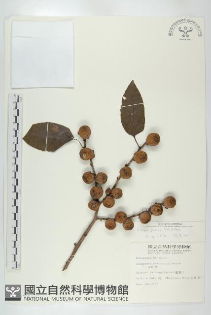 山柿, 山豆柿藏品圖，第1張