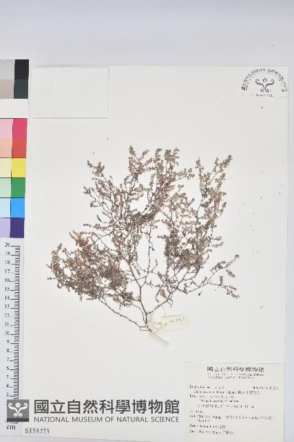 小葉大戟藏品圖，第1張