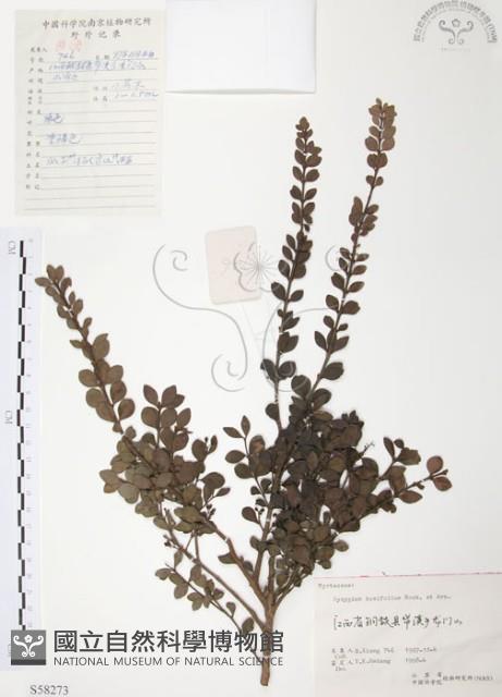 小葉赤楠藏品圖，第1張